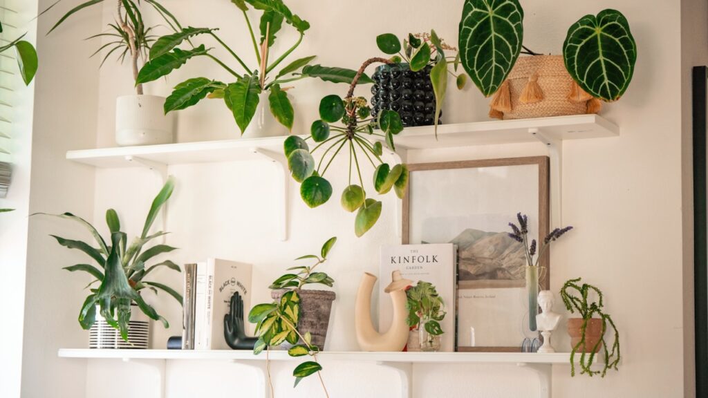 5 Luchtzuiverende Planten voor een Gezonder Huis