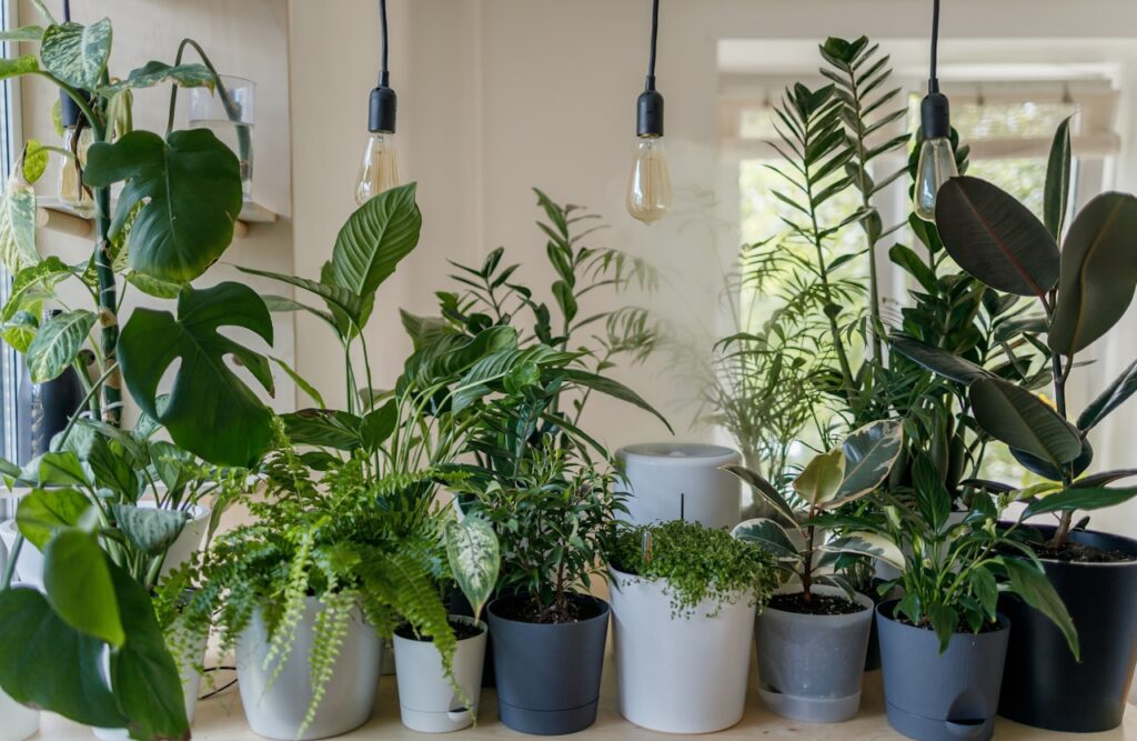 Groen en Gezond: De Voordelen van Kamerplanten in uw Interieur