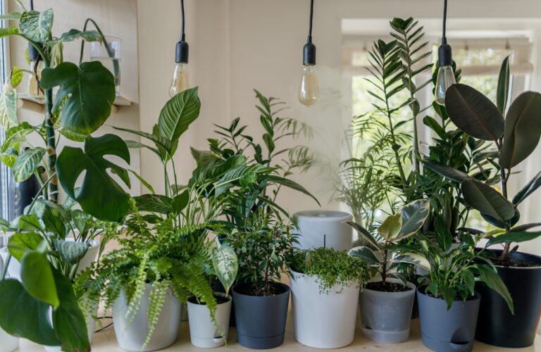 Groen en Gezond: De Voordelen van Kamerplanten in uw Interieur